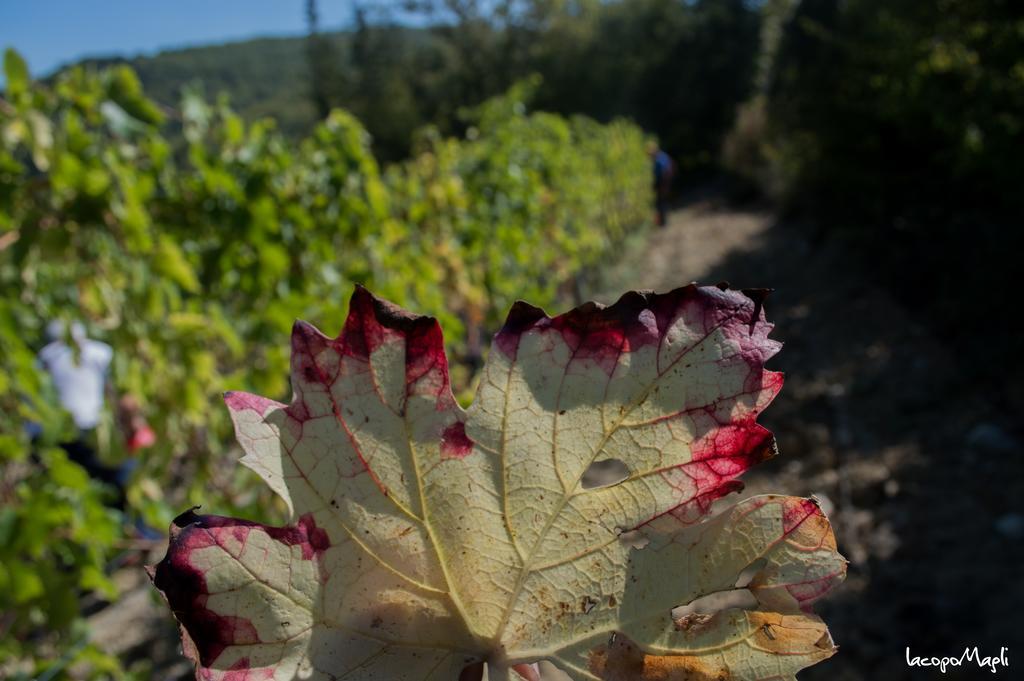 Agriturismo Montecorboli 바르베리노 디 발 델사 외부 사진