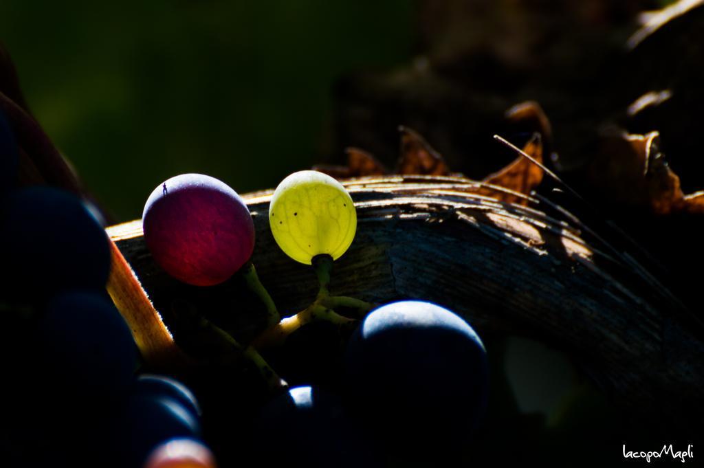 바르베리노 디 발 델사 Agriturismo Montecorboli 빌라 외부 사진