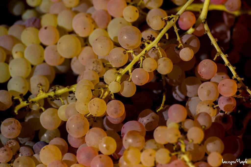 Agriturismo Montecorboli 바르베리노 디 발 델사 외부 사진